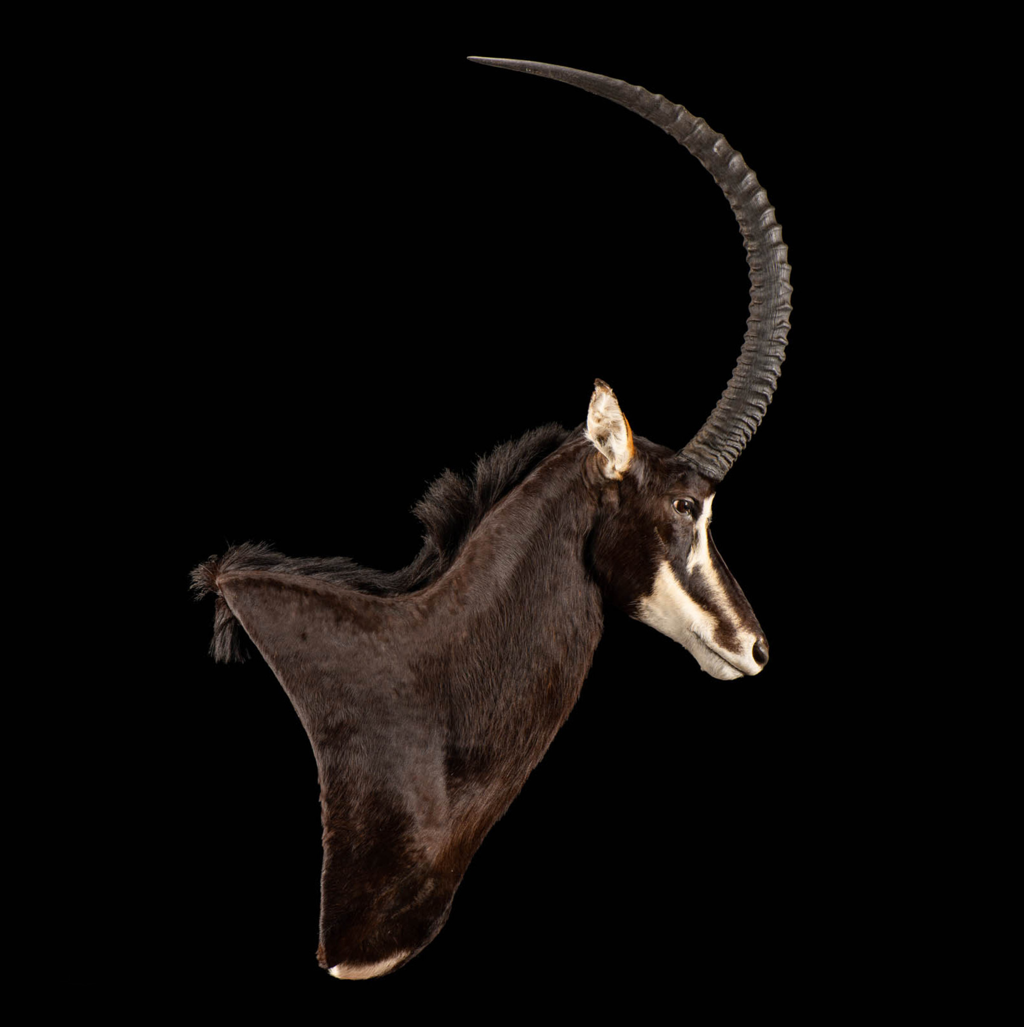 Sable Pedestal mount Taxidermy Straight